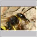 F-Ancistrocerus sp w08 beim Nestbau-Lehm wird im Rueckwaertsflug weggeschafft.jpg